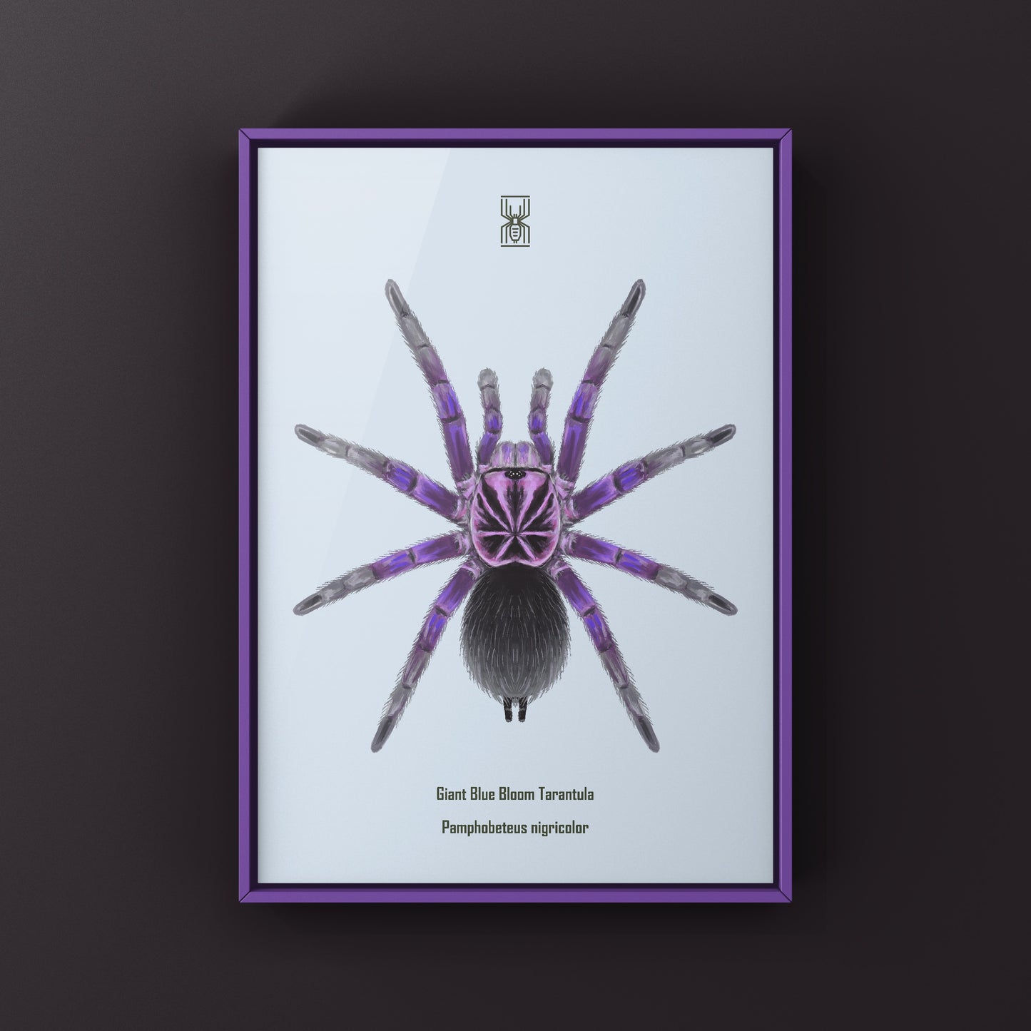 Giant Blue Bloom Tarantula (Pamphobeteus Nigricolor) Photographic Art Print from The Silk Ranch