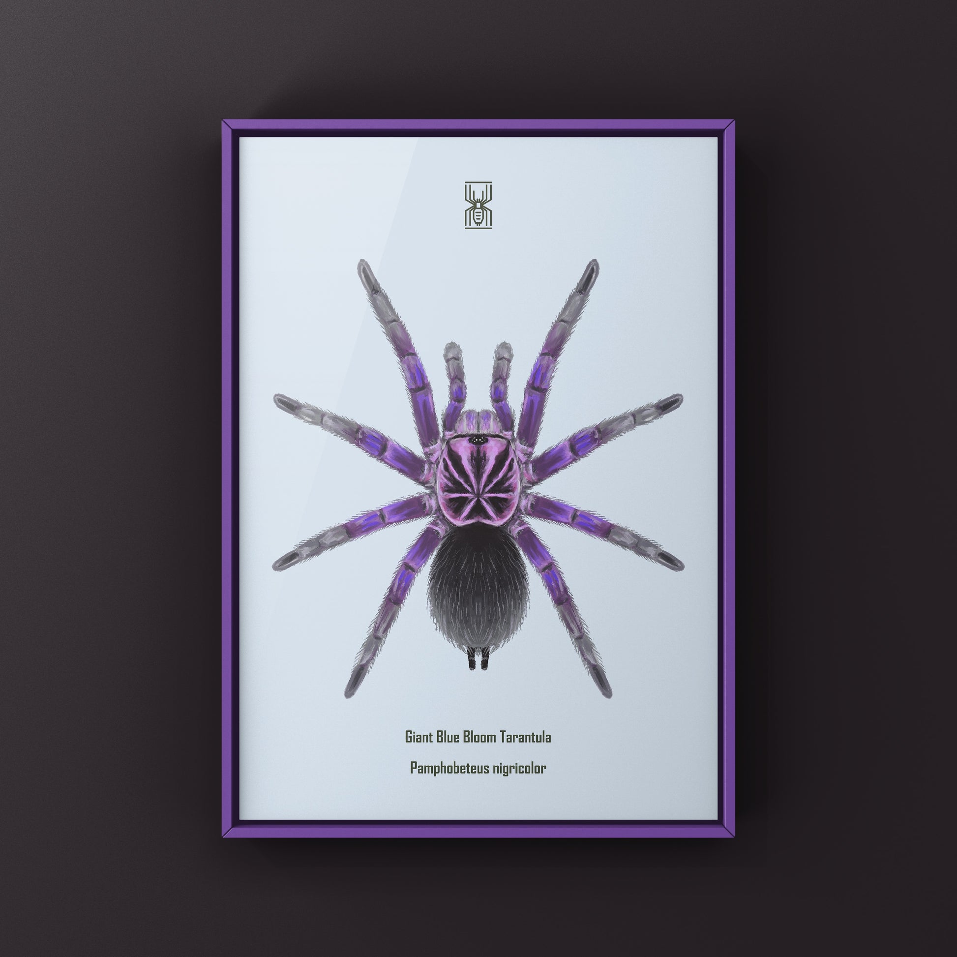 Giant Blue Bloom Tarantula (Pamphobeteus Nigricolor) Photographic Art Print from The Silk Ranch