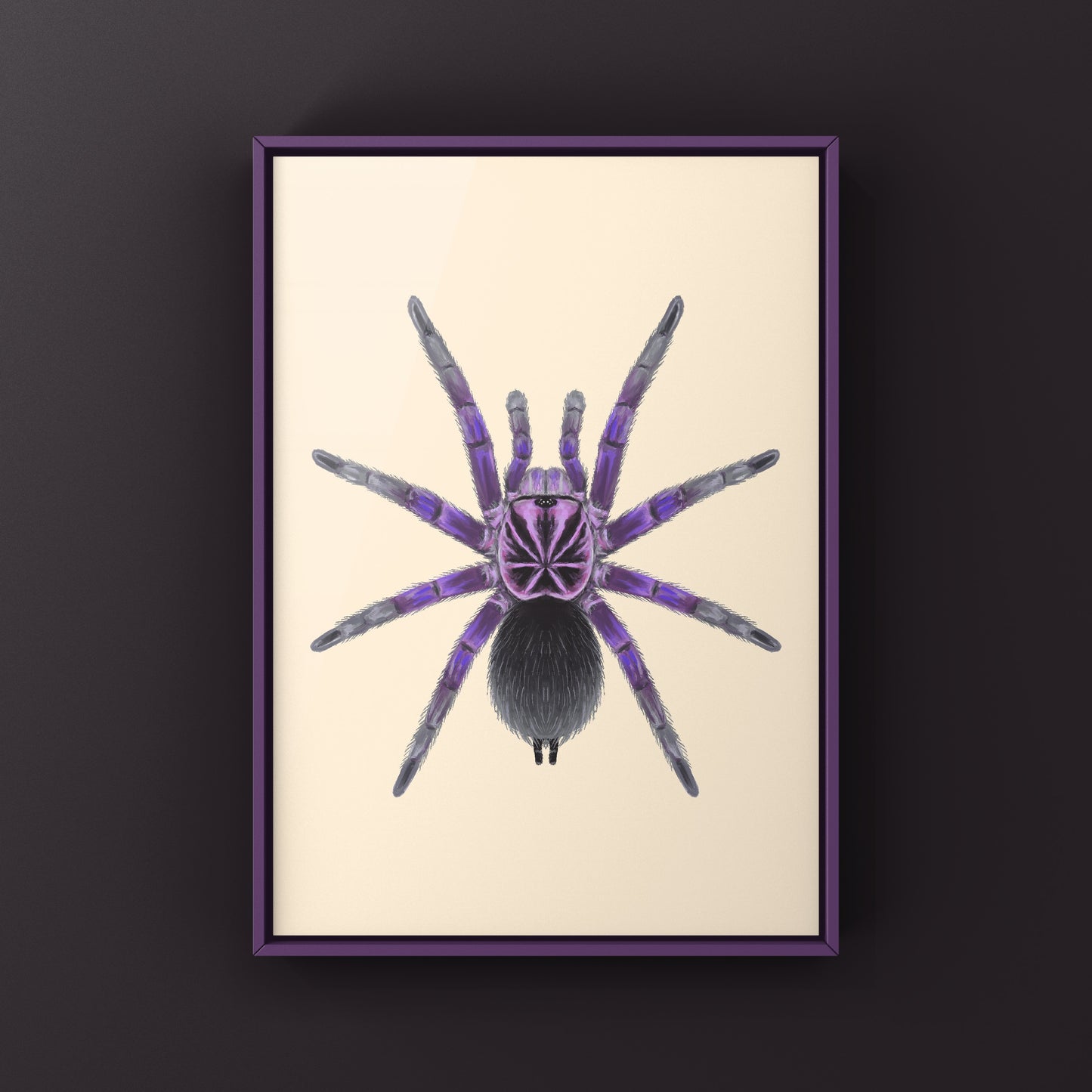 Giant Blue Bloom Tarantula (Pamphobeteus Nigricolor) Photographic Art Print from The Silk Ranch