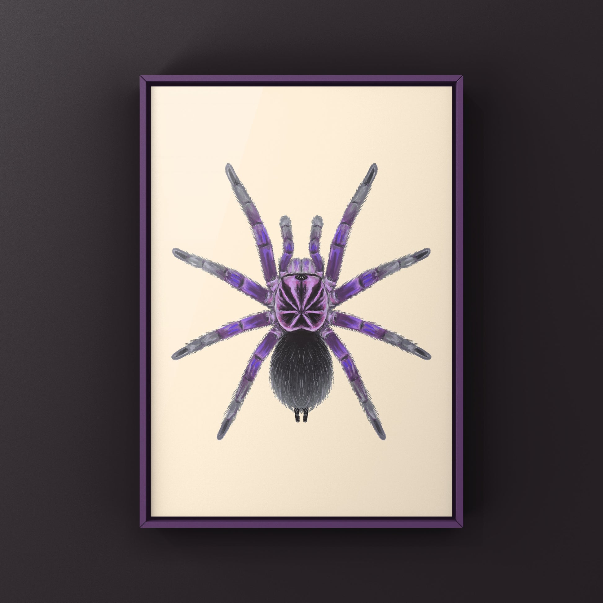 Giant Blue Bloom Tarantula (Pamphobeteus Nigricolor) Photographic Art Print from The Silk Ranch