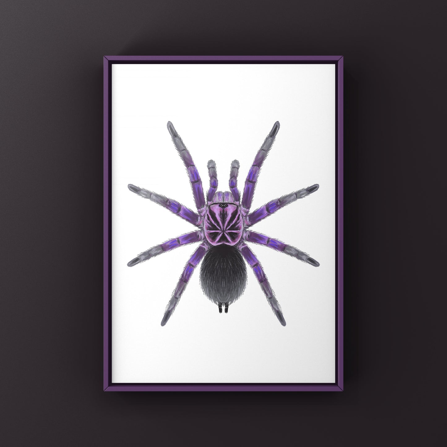 Giant Blue Bloom Tarantula (Pamphobeteus Nigricolor) Photographic Art Print from The Silk Ranch
