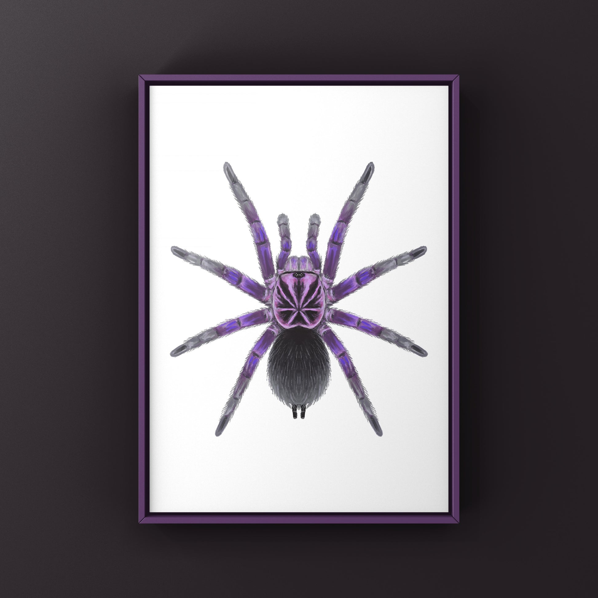 Giant Blue Bloom Tarantula (Pamphobeteus Nigricolor) Photographic Art Print from The Silk Ranch