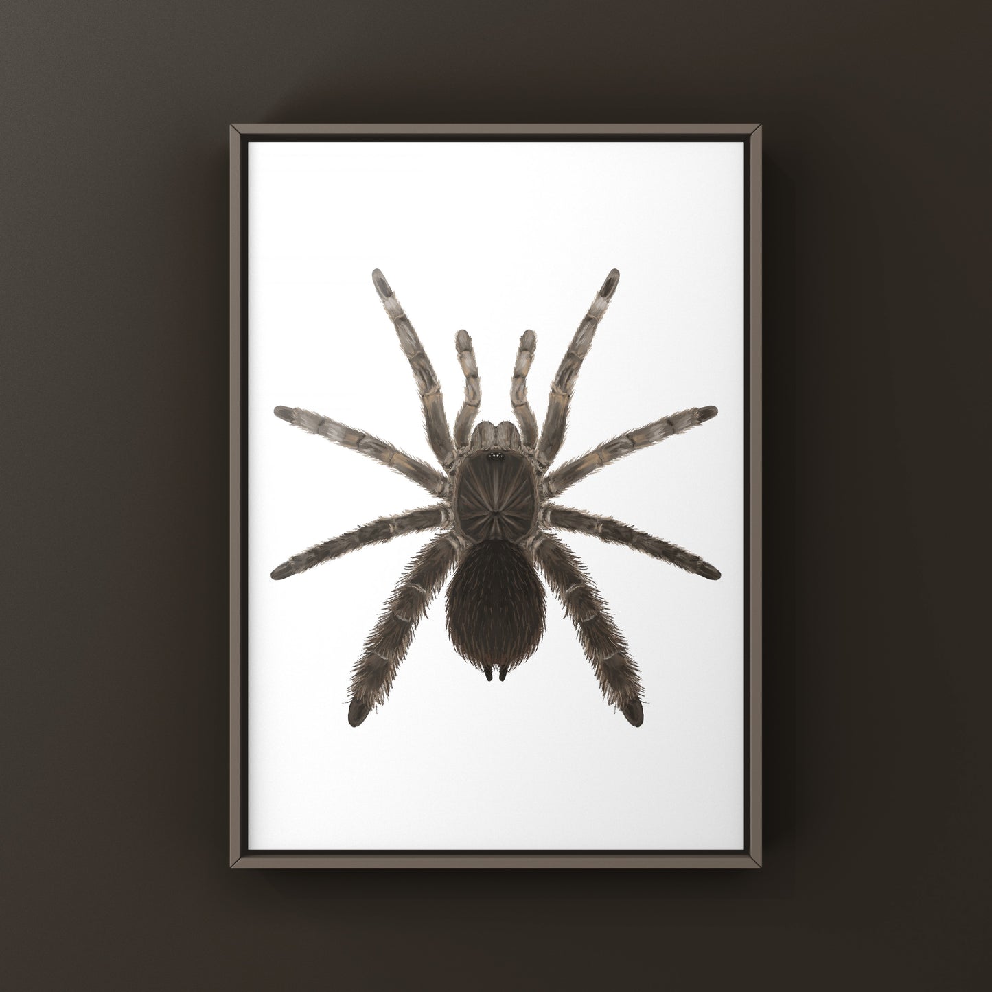 Stout Leg Baboon Tarantula (Eucratocelus Pachypus) Photographic Art Print from The Silk Ranch