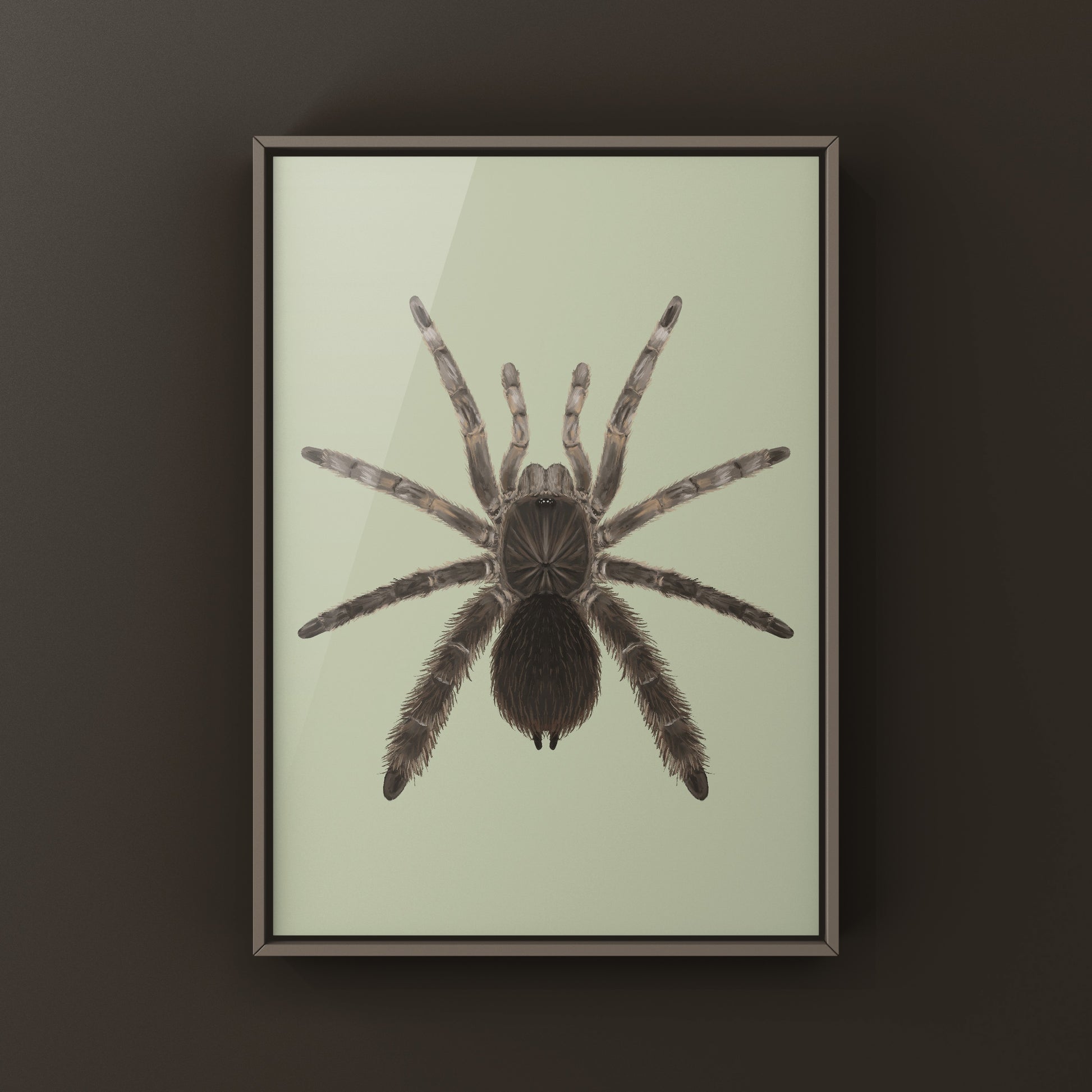 Stout Leg Baboon Tarantula (Eucratocelus Pachypus) Photographic Art Print from The Silk Ranch