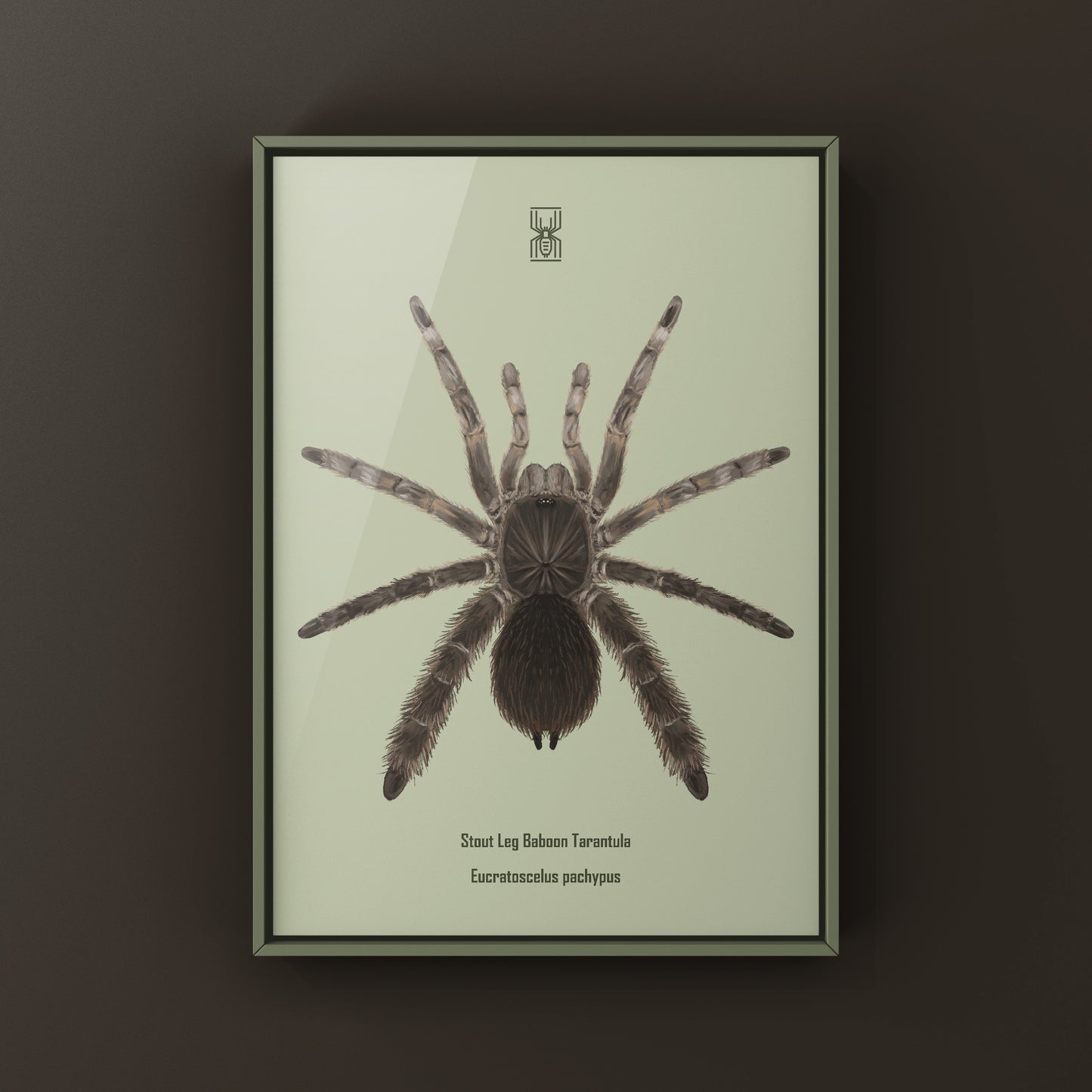 Stout Leg Baboon Tarantula (Eucratocelus Pachypus) Photographic Art Print from The Silk Ranch