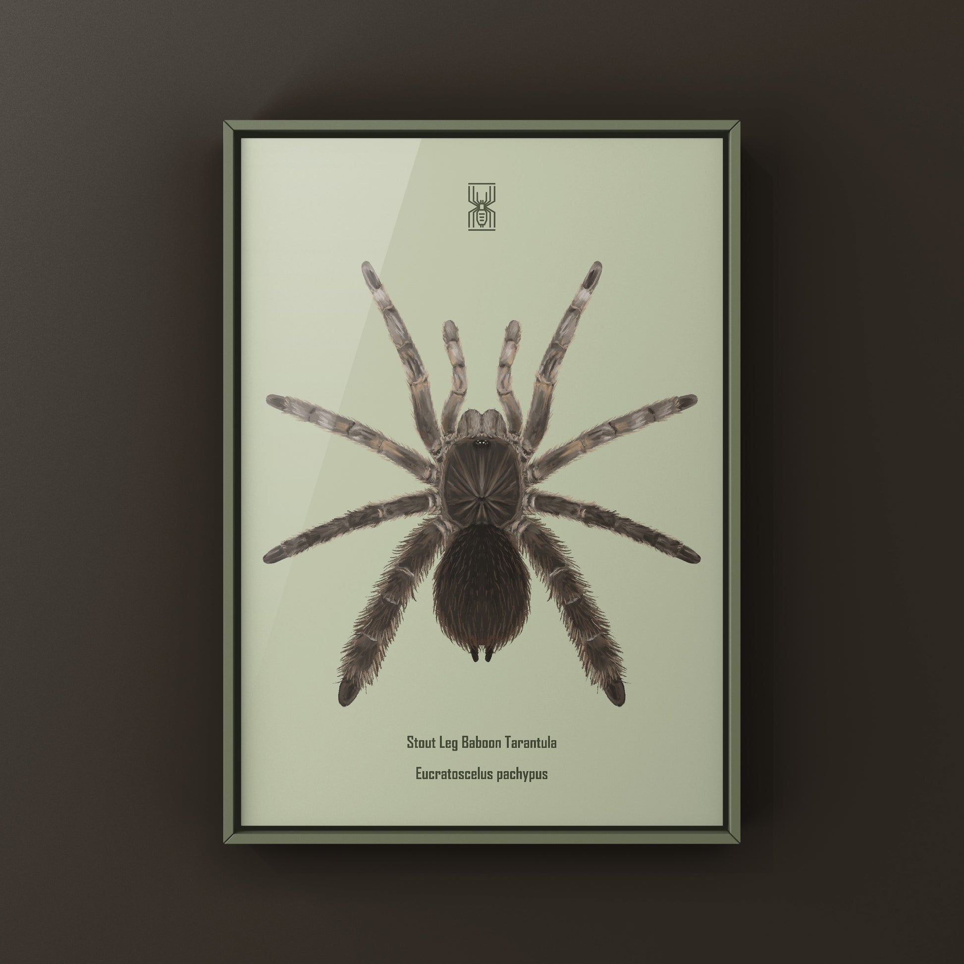 Stout Leg Baboon Tarantula (Eucratocelus Pachypus) Photographic Art Print from The Silk Ranch