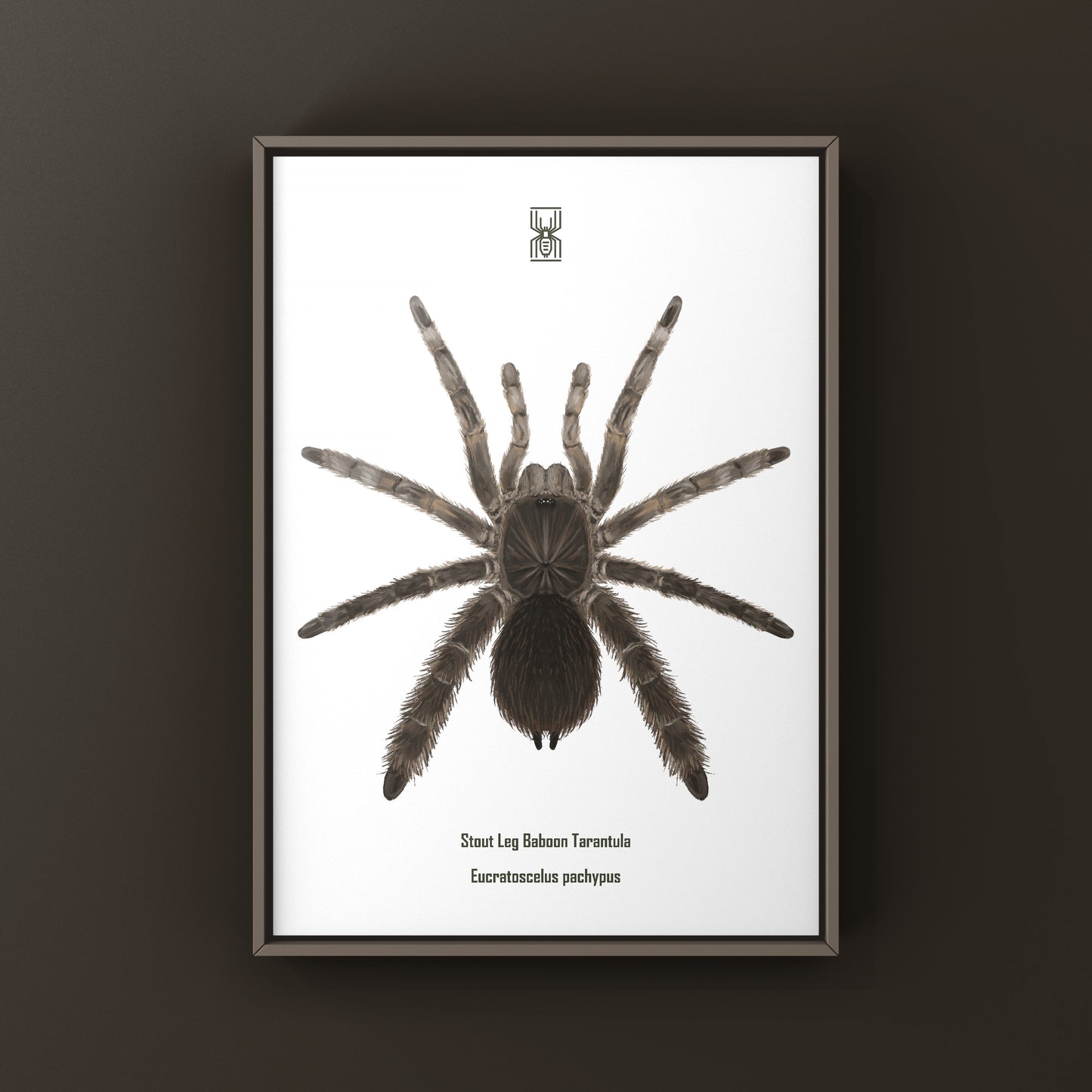 Stout Leg Baboon Tarantula (Eucratocelus Pachypus) Photographic Art Print from The Silk Ranch