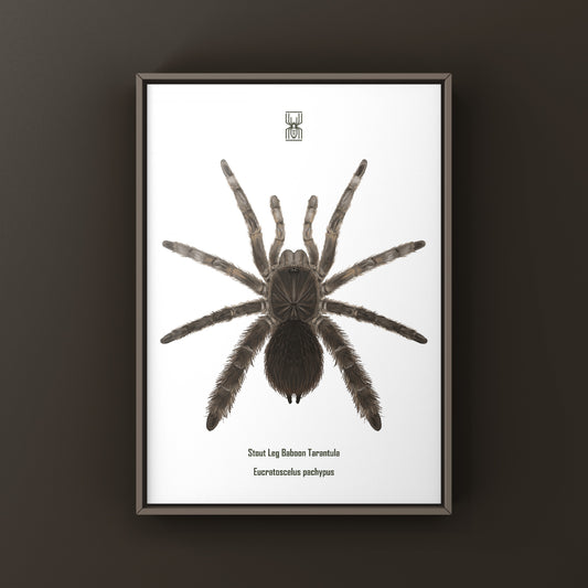 Stout Leg Baboon Tarantula (Eucratocelus Pachypus) Photographic Art Print from The Silk Ranch