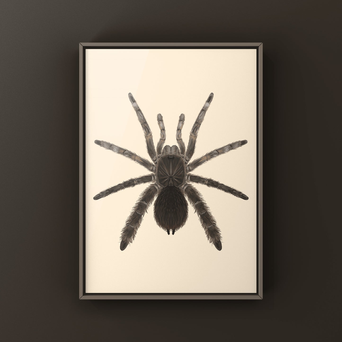 Stout Leg Baboon Tarantula (Eucratocelus Pachypus) Photographic Art Print from The Silk Ranch