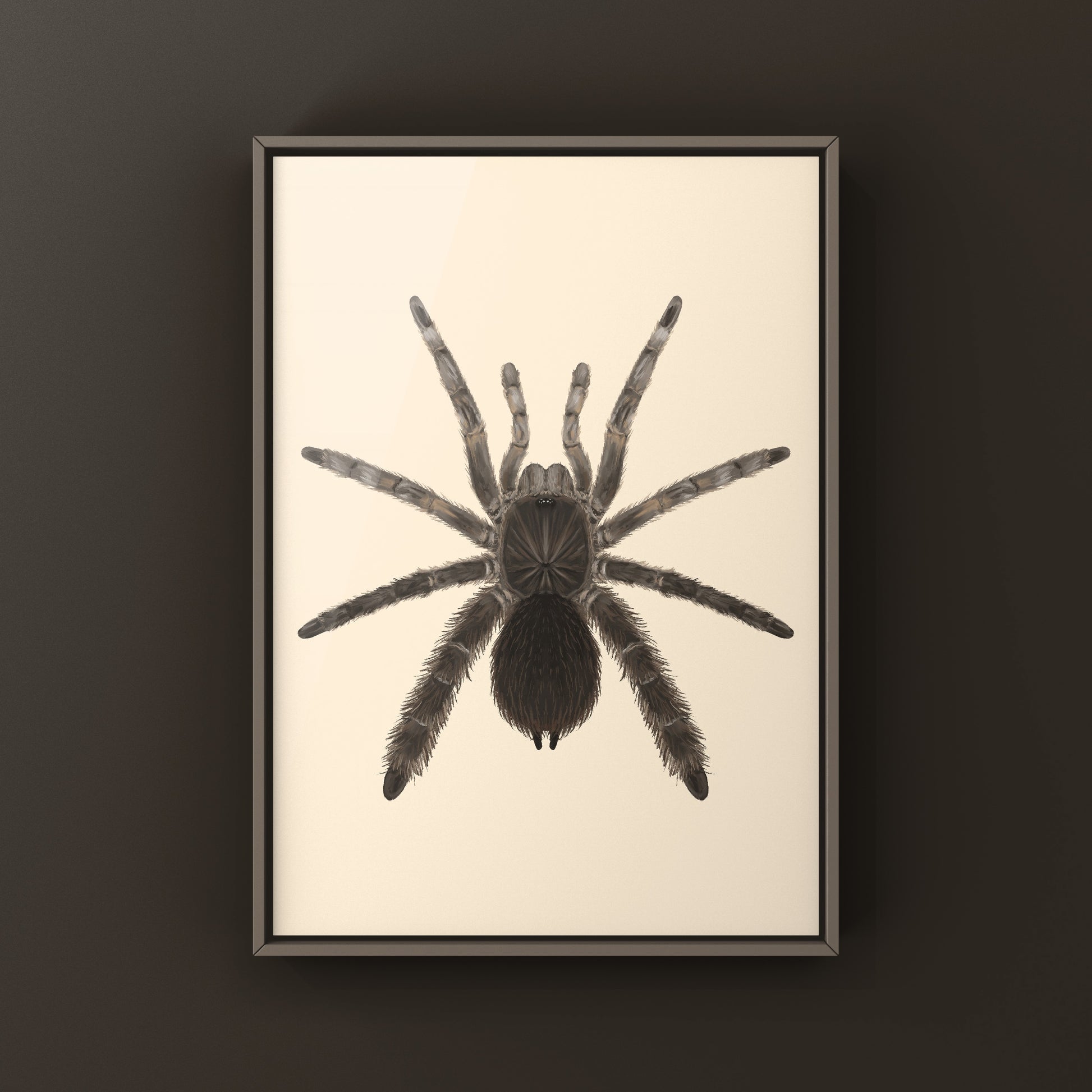 Stout Leg Baboon Tarantula (Eucratocelus Pachypus) Photographic Art Print from The Silk Ranch
