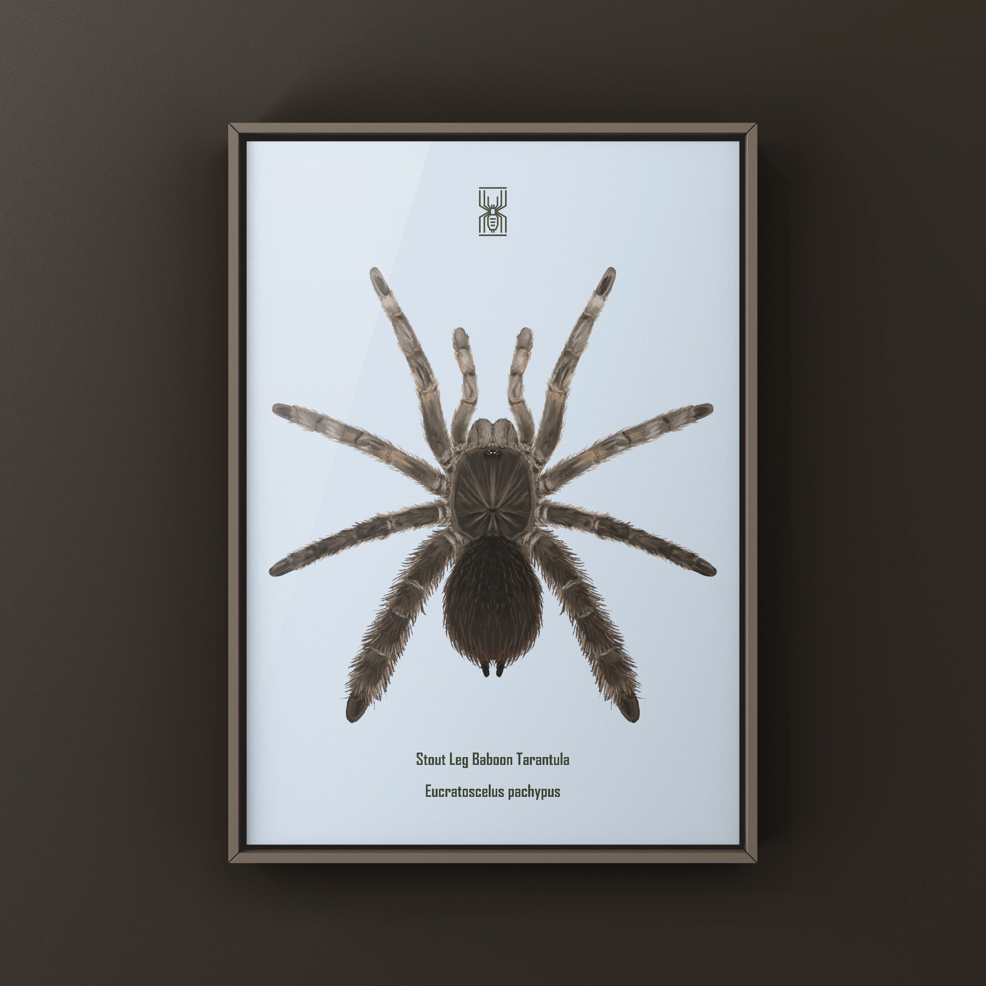 Stout Leg Baboon Tarantula (Eucratocelus Pachypus) Photographic Art Print from The Silk Ranch