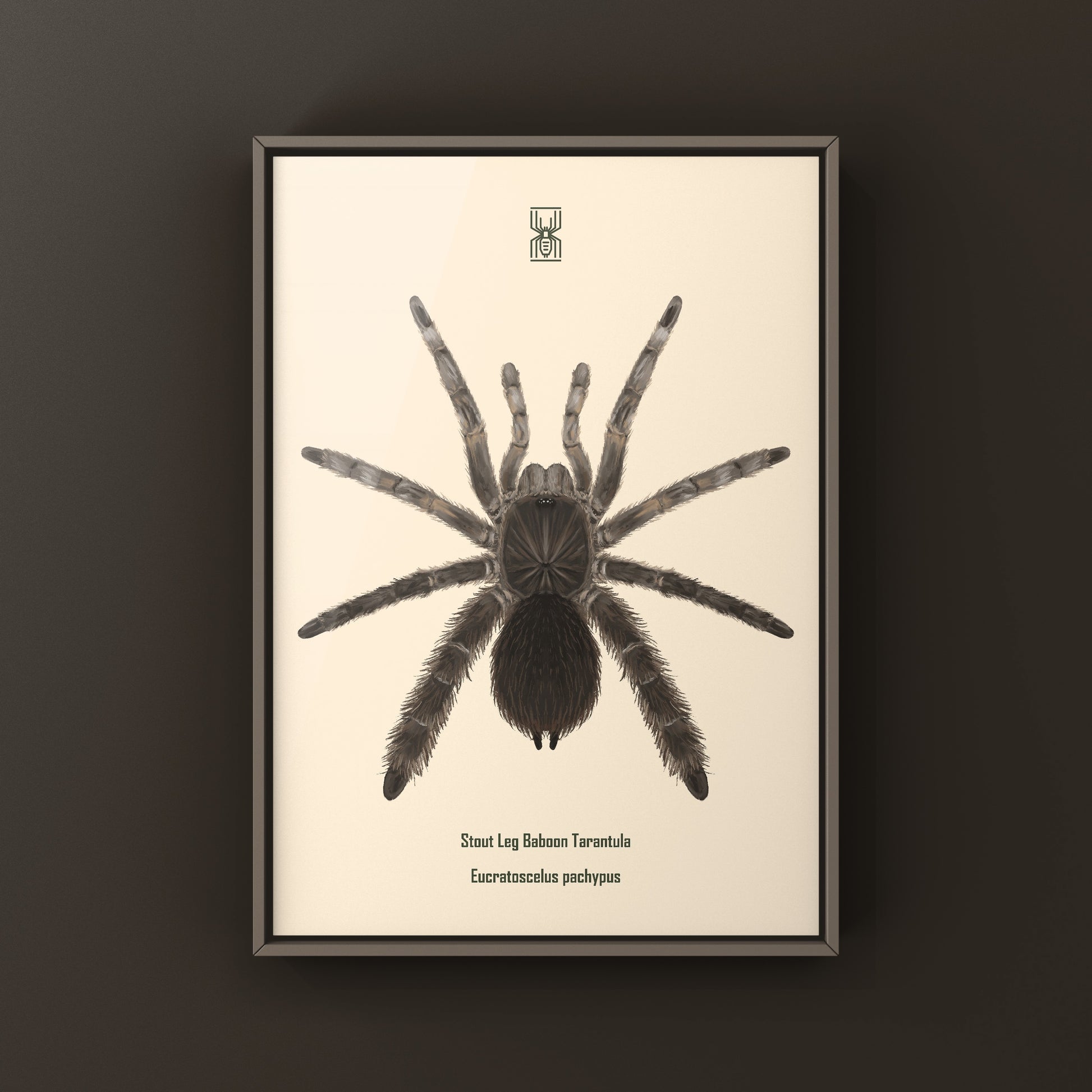 Stout Leg Baboon Tarantula (Eucratocelus Pachypus) Photographic Art Print from The Silk Ranch