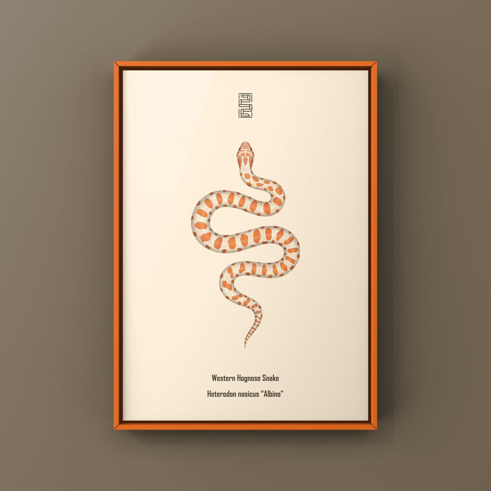 Albino Western Hognose Snake Art Print (Heterodon nasicus) from The Silk Ranch