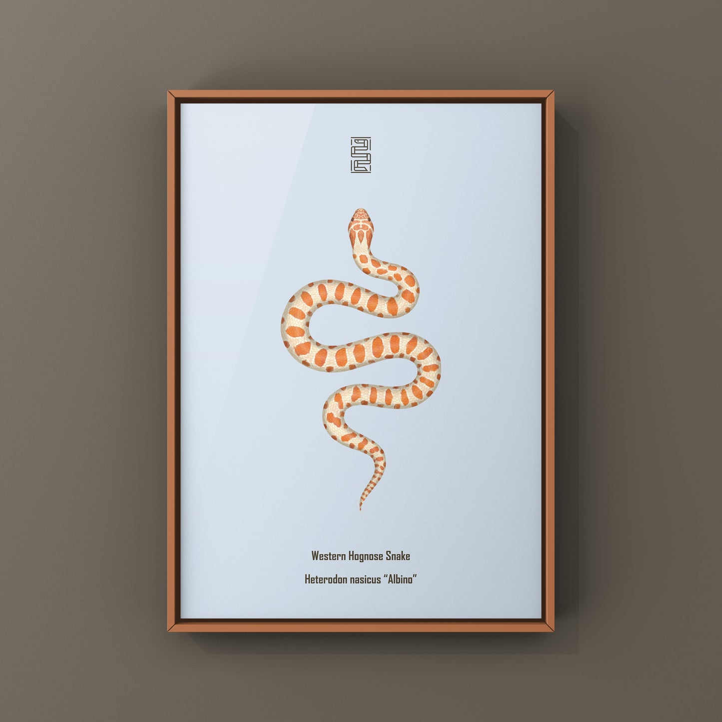 Albino Western Hognose Snake Art Print (Heterodon nasicus) from The Silk Ranch