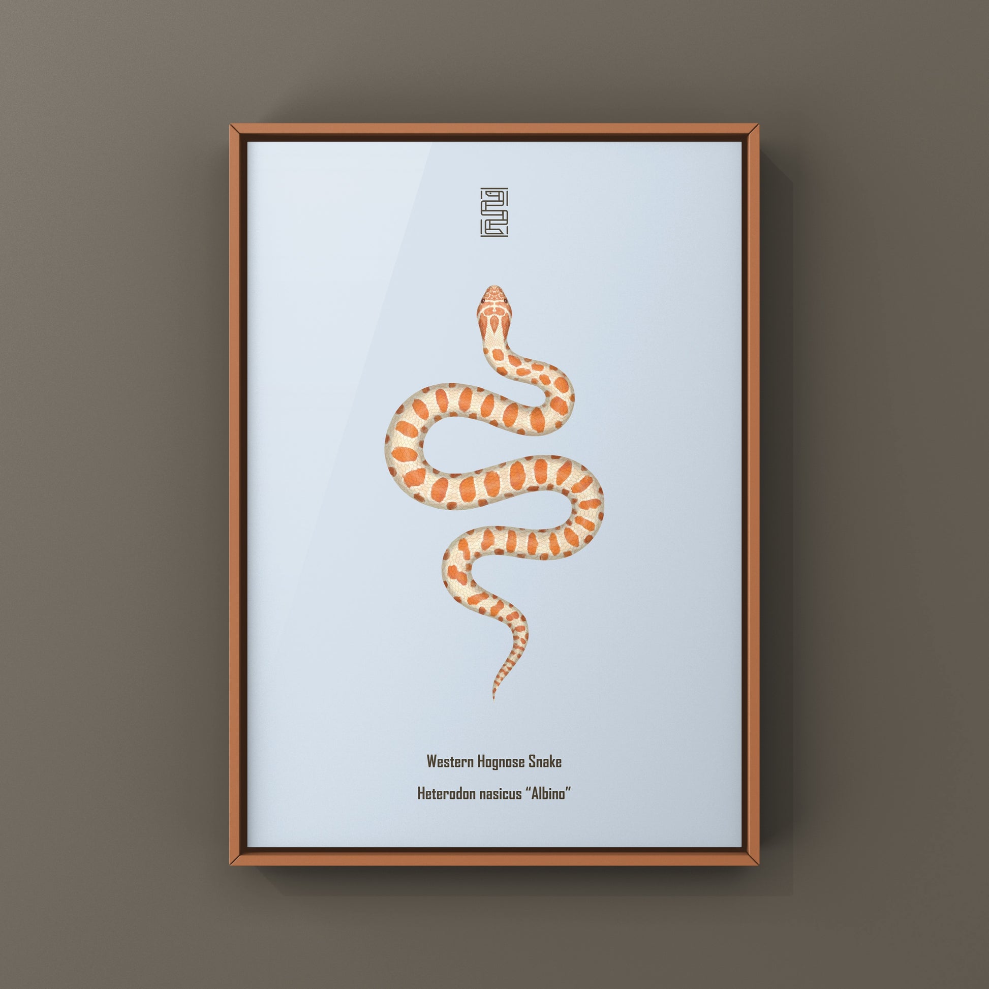 Albino Western Hognose Snake Art Print (Heterodon nasicus) from The Silk Ranch
