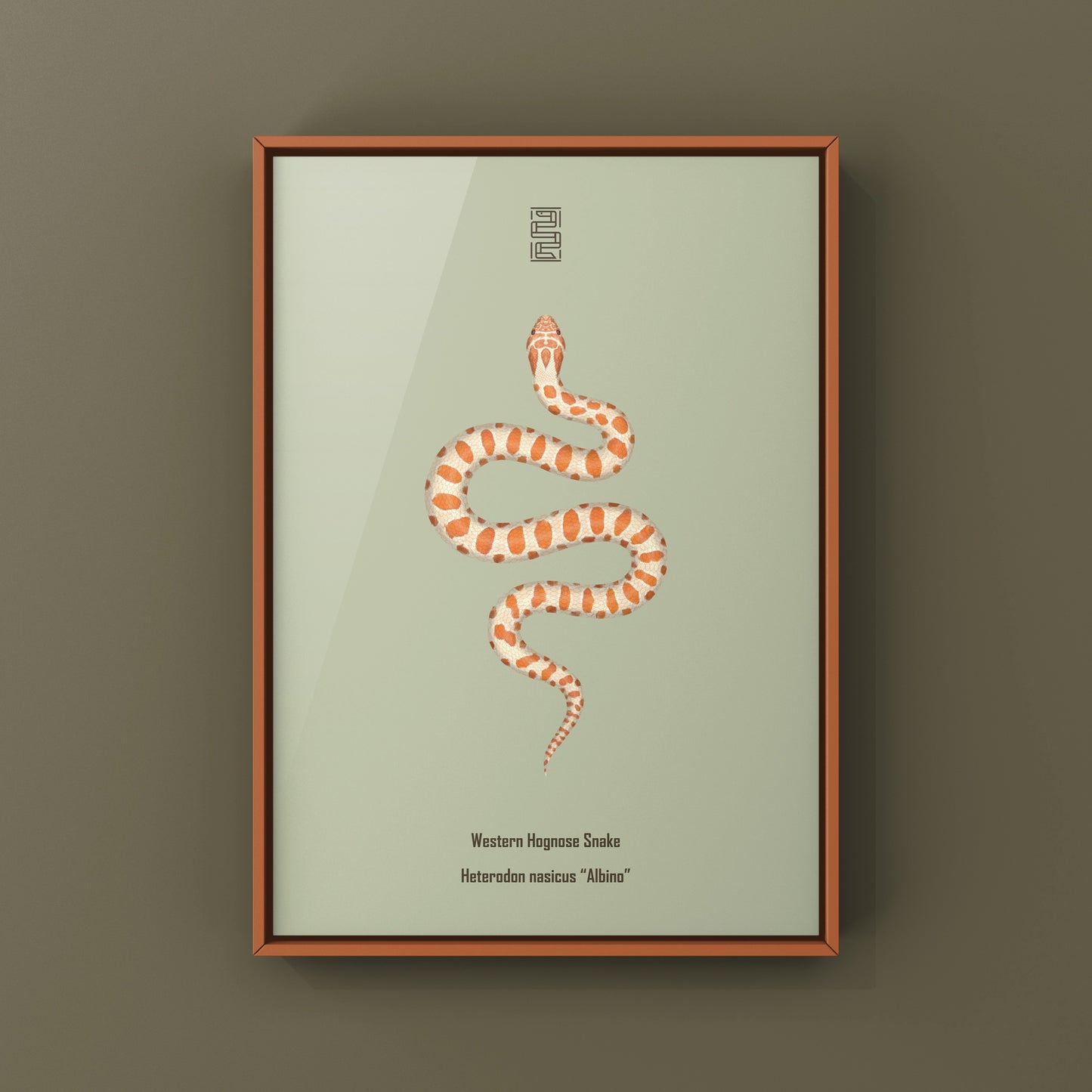 Albino Western Hognose Snake Art Print (Heterodon nasicus) from The Silk Ranch