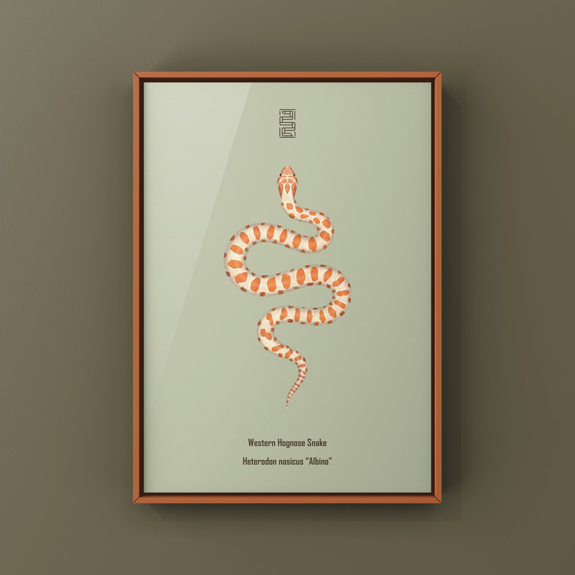 Albino Western Hognose Snake Art Print (Heterodon nasicus) from The Silk Ranch