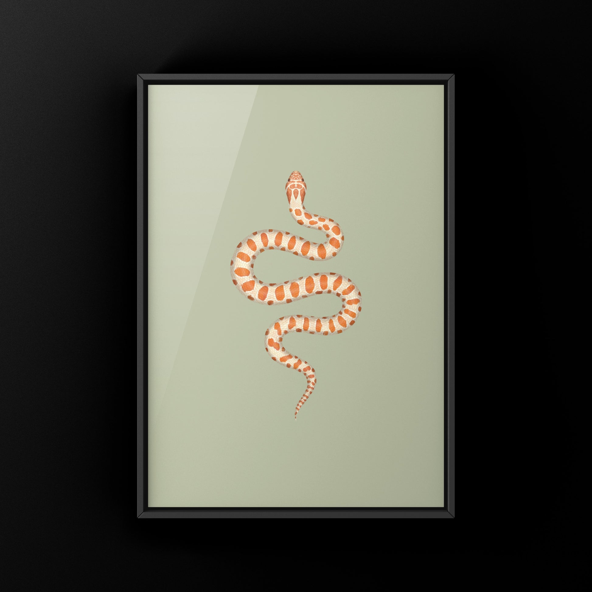 Albino Western Hognose Snake Art Print (Heterodon nasicus) from The Silk Ranch