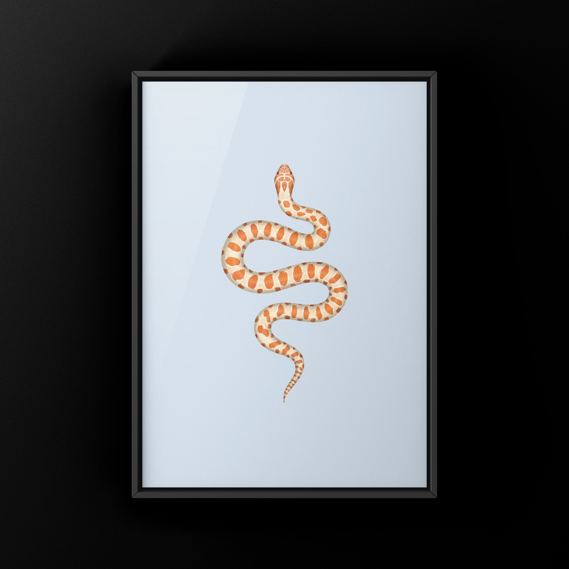 Albino Western Hognose Snake Art Print (Heterodon nasicus) from The Silk Ranch