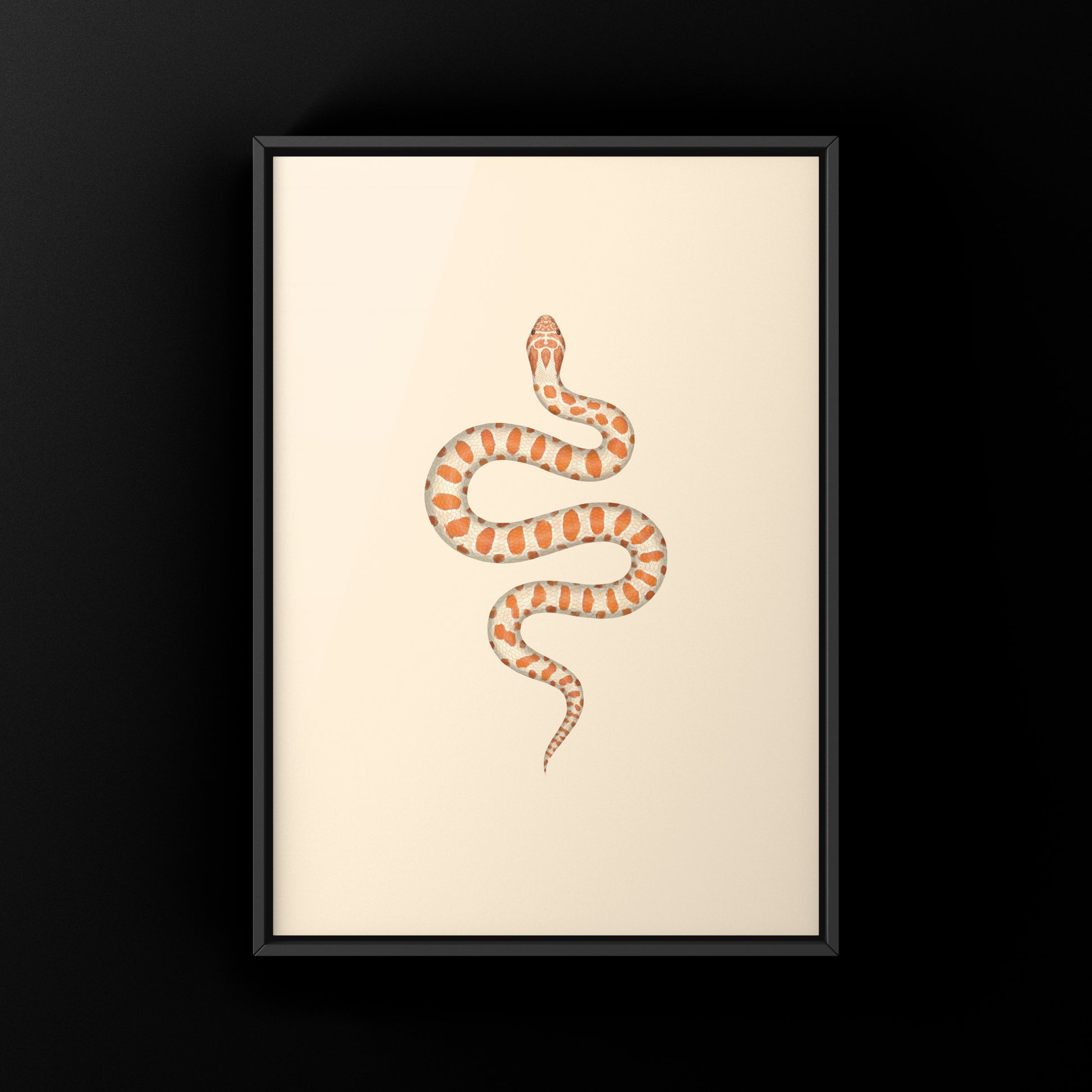 Albino Western Hognose Snake Art Print (Heterodon nasicus) from The Silk Ranch
