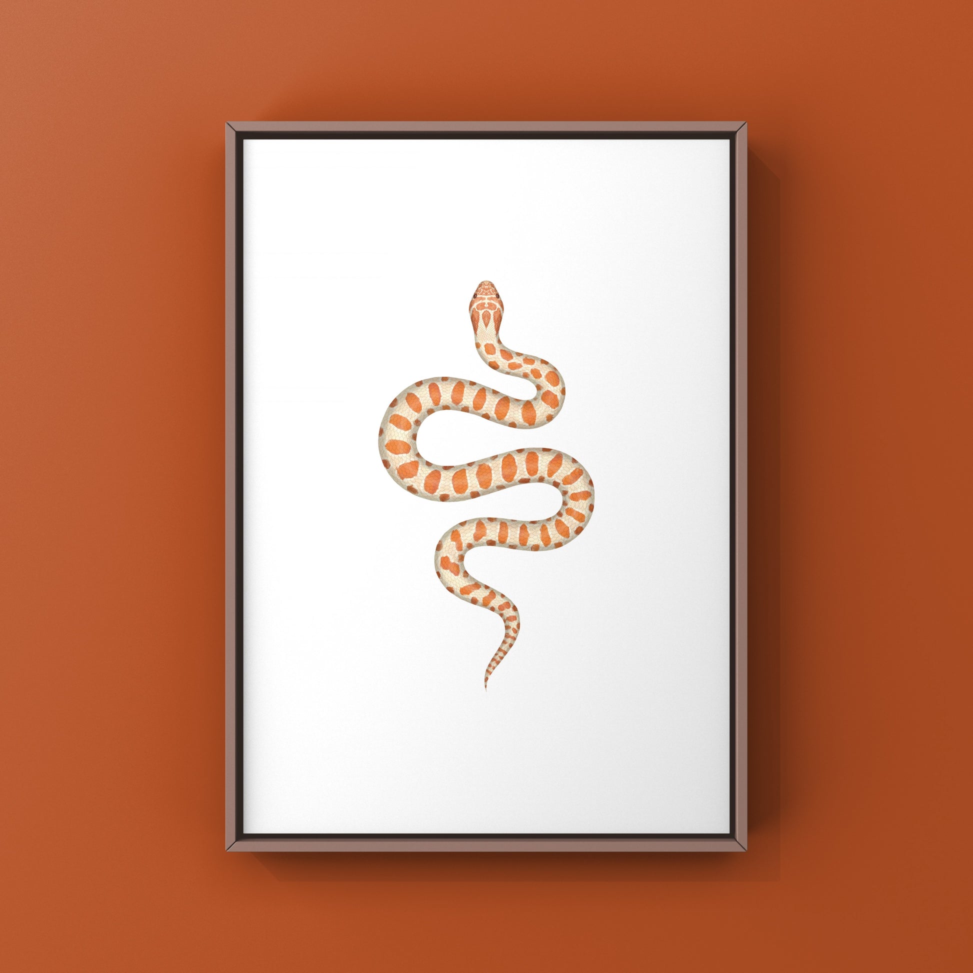 Albino Western Hognose Snake Art Print (Heterodon nasicus) from The Silk Ranch
