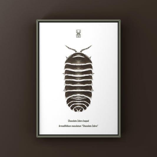 Chocolate Zebra Isopod Art Print (Armadillidium maculatum "Chocolate") from The Silk Ranch