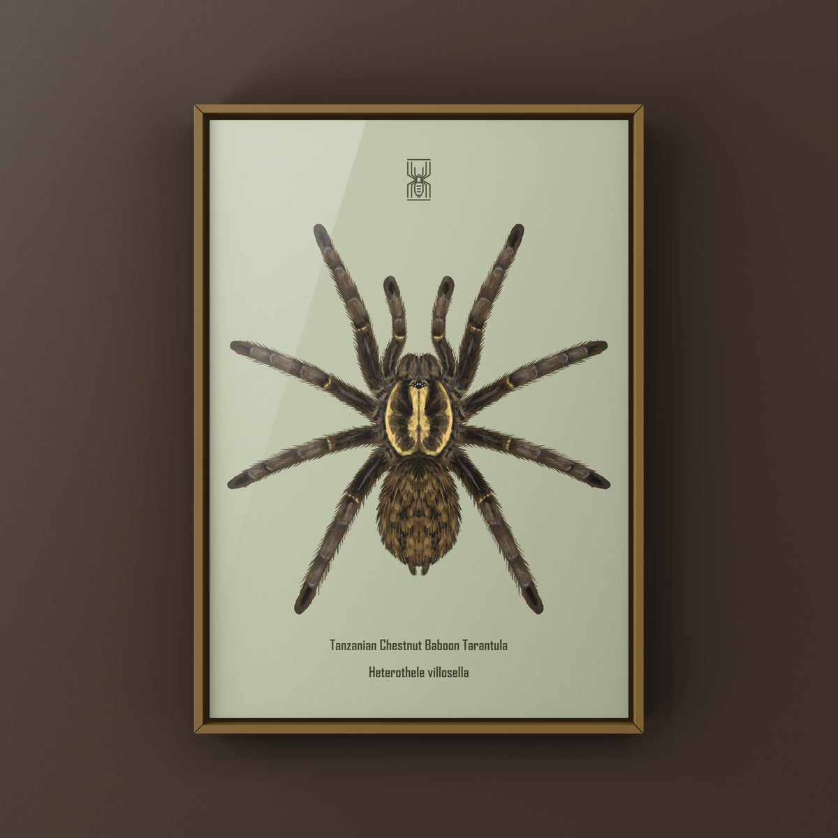 Tanzanian Chestnut Baboon Tarantula art print featuring detailed illustration of Heterothele villosella on a white background.