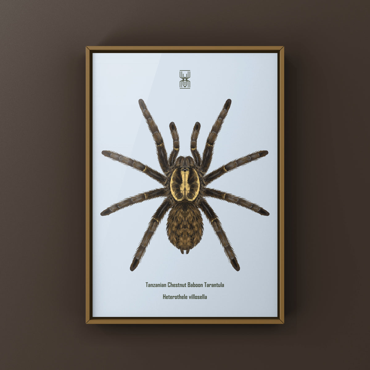 Tanzanian Chestnut Baboon Tarantula art print by The Silk Ranch featuring detailed illustration of Heterothele villosella spider on white background.