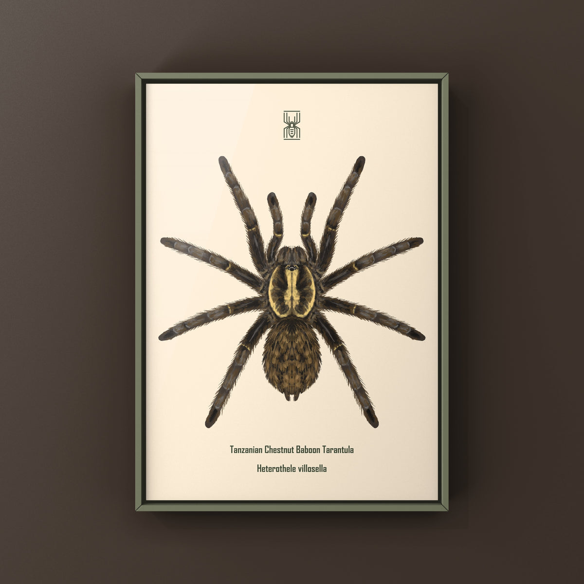 Tanzanian Chestnut Baboon Tarantula art print featuring detailed illustration of Heterothele villosella on cream background