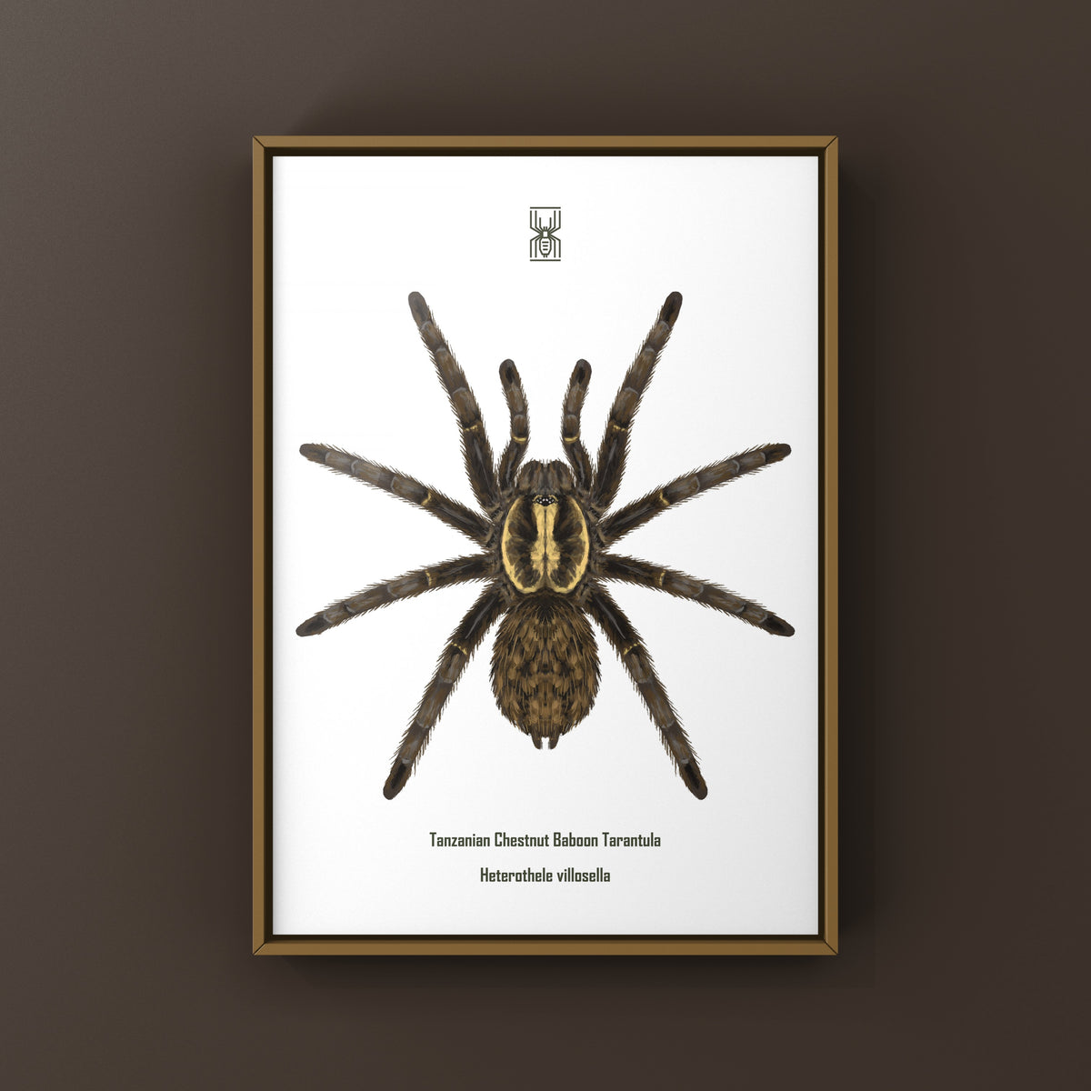 Tanzanian Chestnut Baboon Tarantula art print featuring detailed illustration of Heterothele villosella on white background