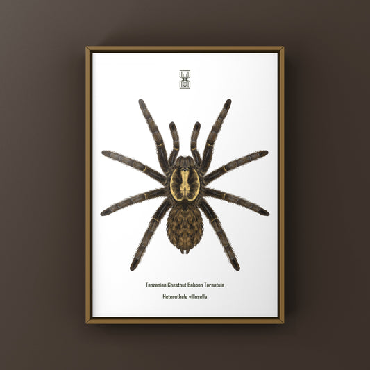Tanzanian Chestnut Baboon Tarantula Art Print (Heterothele villosella) from The Silk Ranch