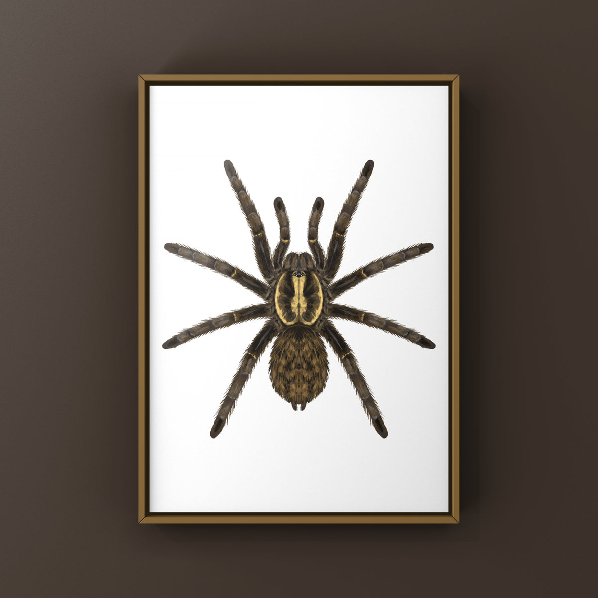 Tanzanian Chestnut Baboon Tarantula art print featuring a detailed illustration of a Heterothele villosella tarantula on a neutral background