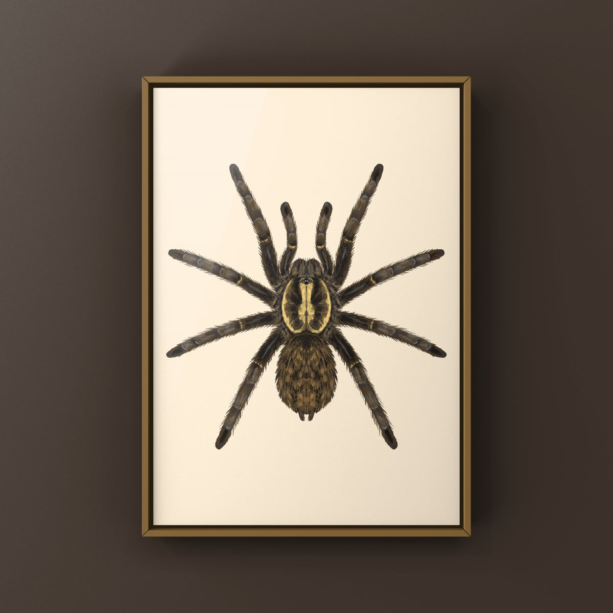 Tanzanian Chestnut Baboon Tarantula art print showing detailed illustration of Heterothele villosella spider on white background