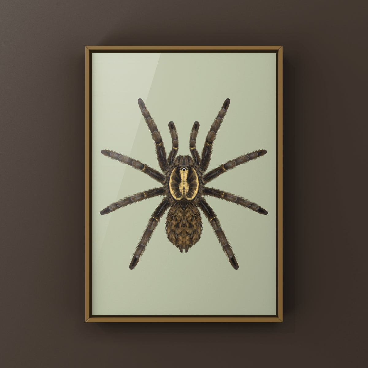 Tanzanian Chestnut Baboon Tarantula art print featuring detailed illustration of Heterothele villosella on white background