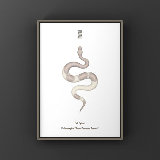 Super Cinnamon Banana Ball Python Art Print (Python regius) from The Silk Ranch