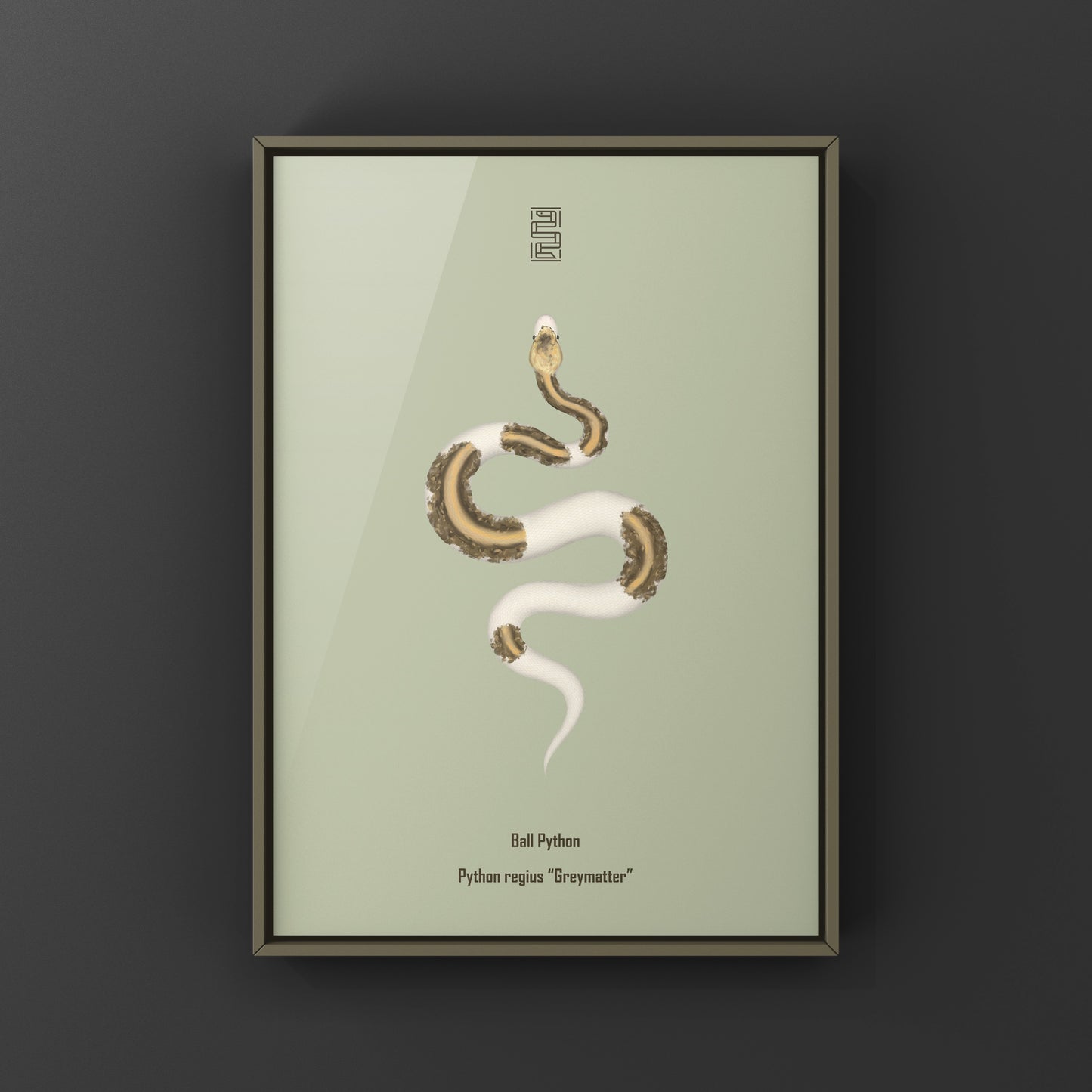 Greymatter Ball Python Art Print (Python regius) from The Silk Ranch