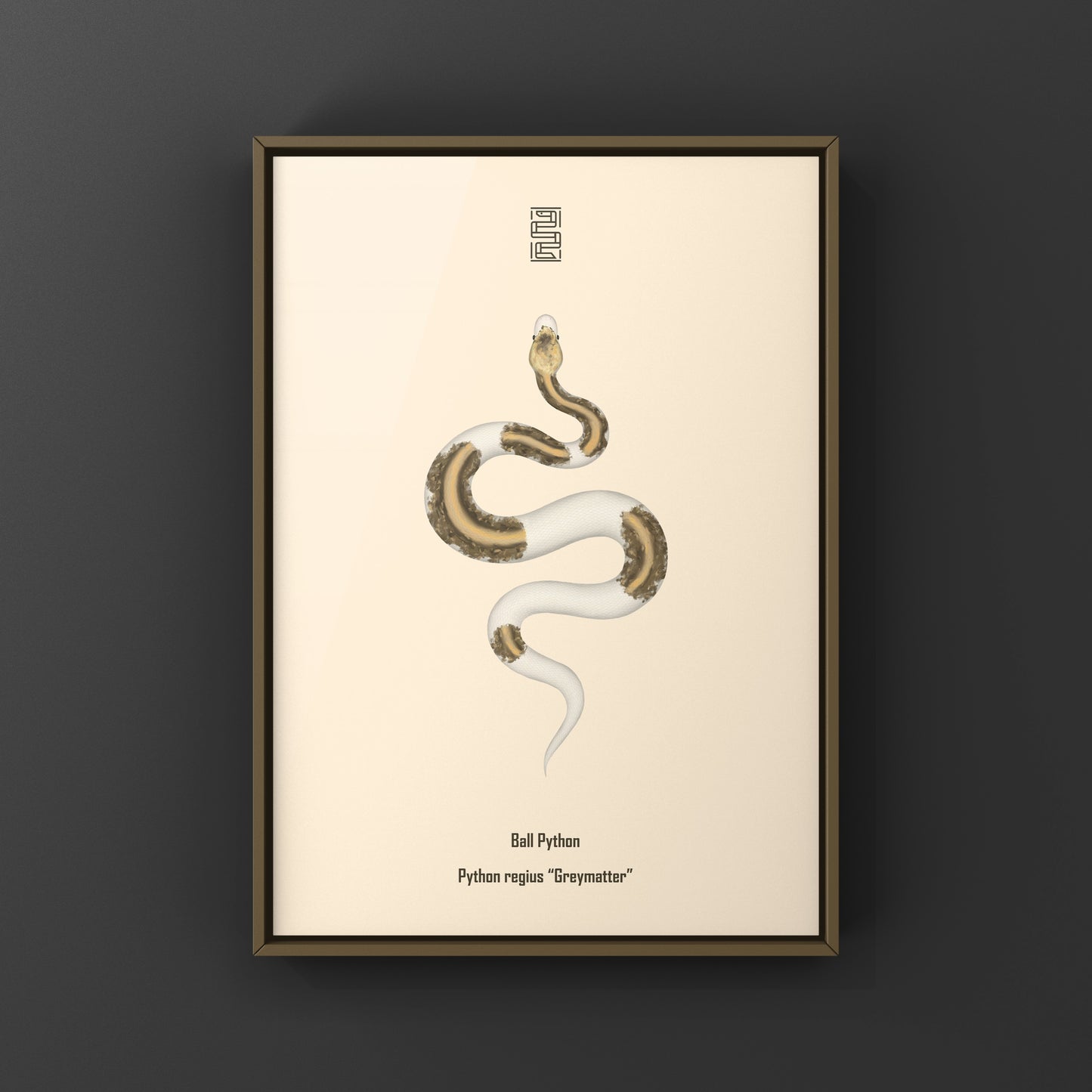 Greymatter Ball Python Art Print (Python regius) from The Silk Ranch