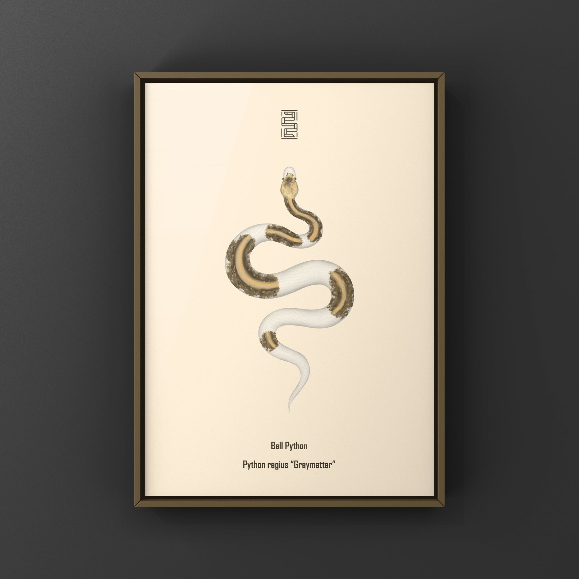 Greymatter Ball Python Art Print (Python regius) from The Silk Ranch