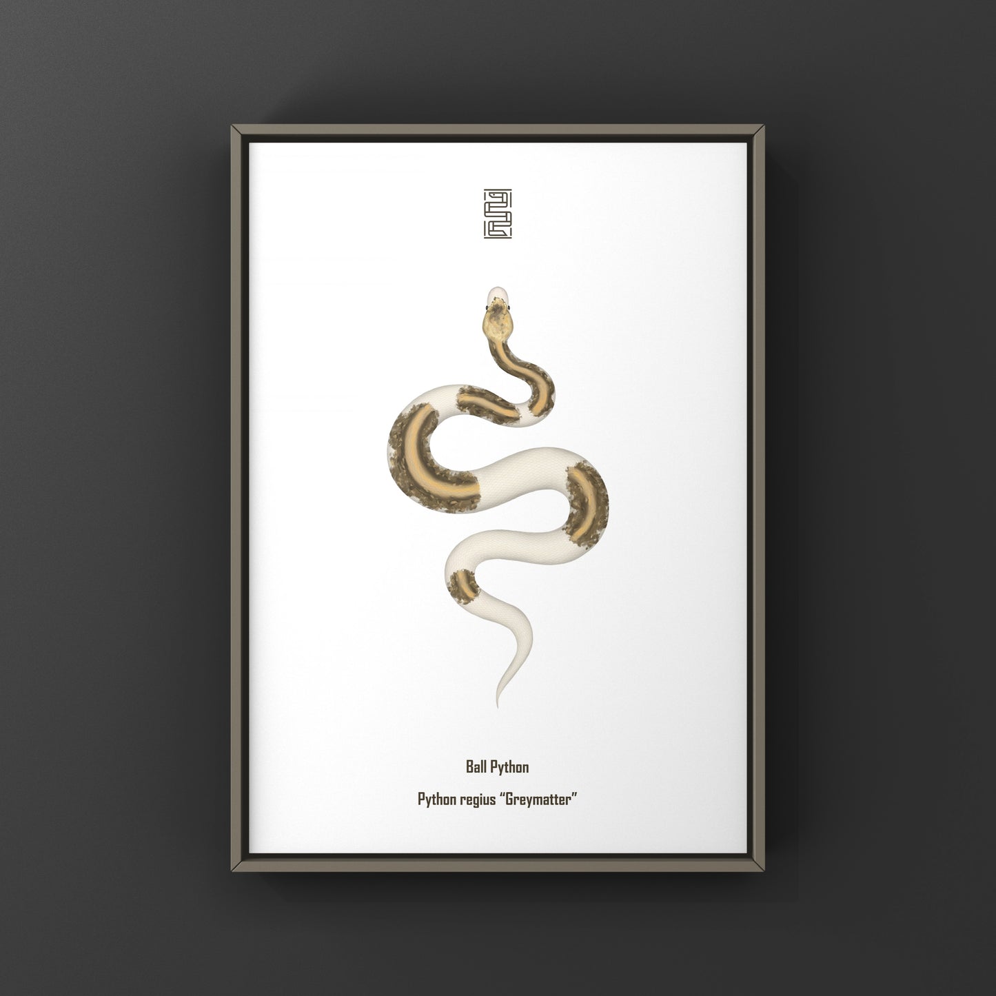 Greymatter Ball Python Art Print (Python regius) from The Silk Ranch