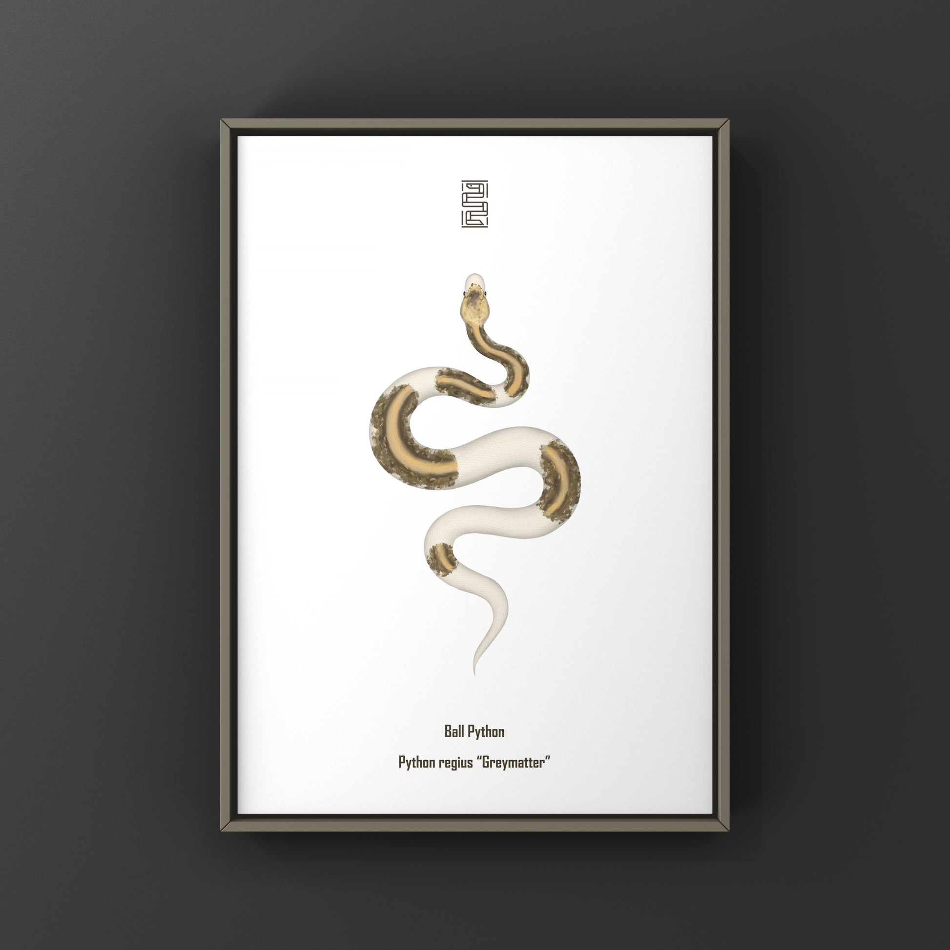 Greymatter Ball Python Art Print (Python regius) from The Silk Ranch