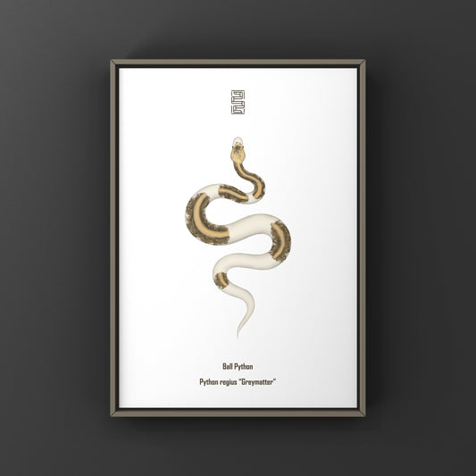 Greymatter Ball Python Art Print (Python regius) from The Silk Ranch