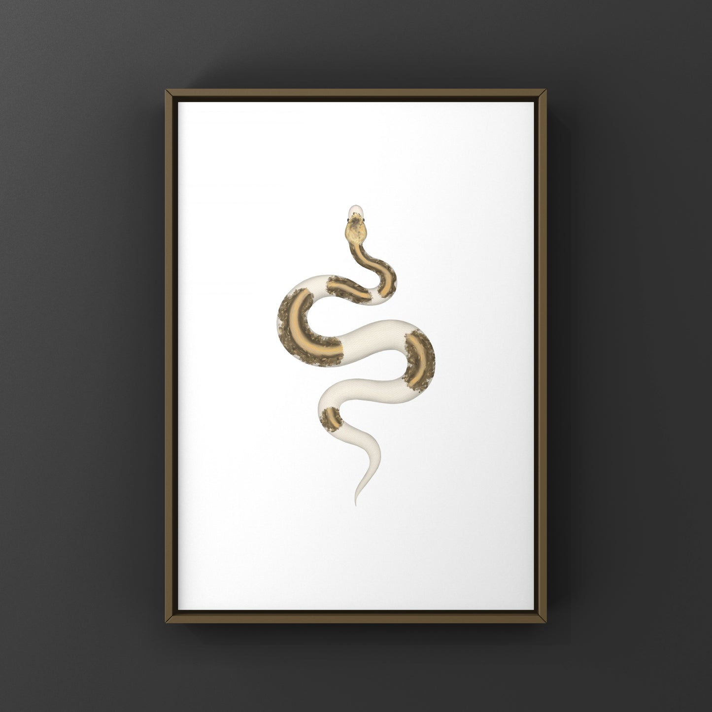 Greymatter Ball Python Art Print (Python regius) from The Silk Ranch