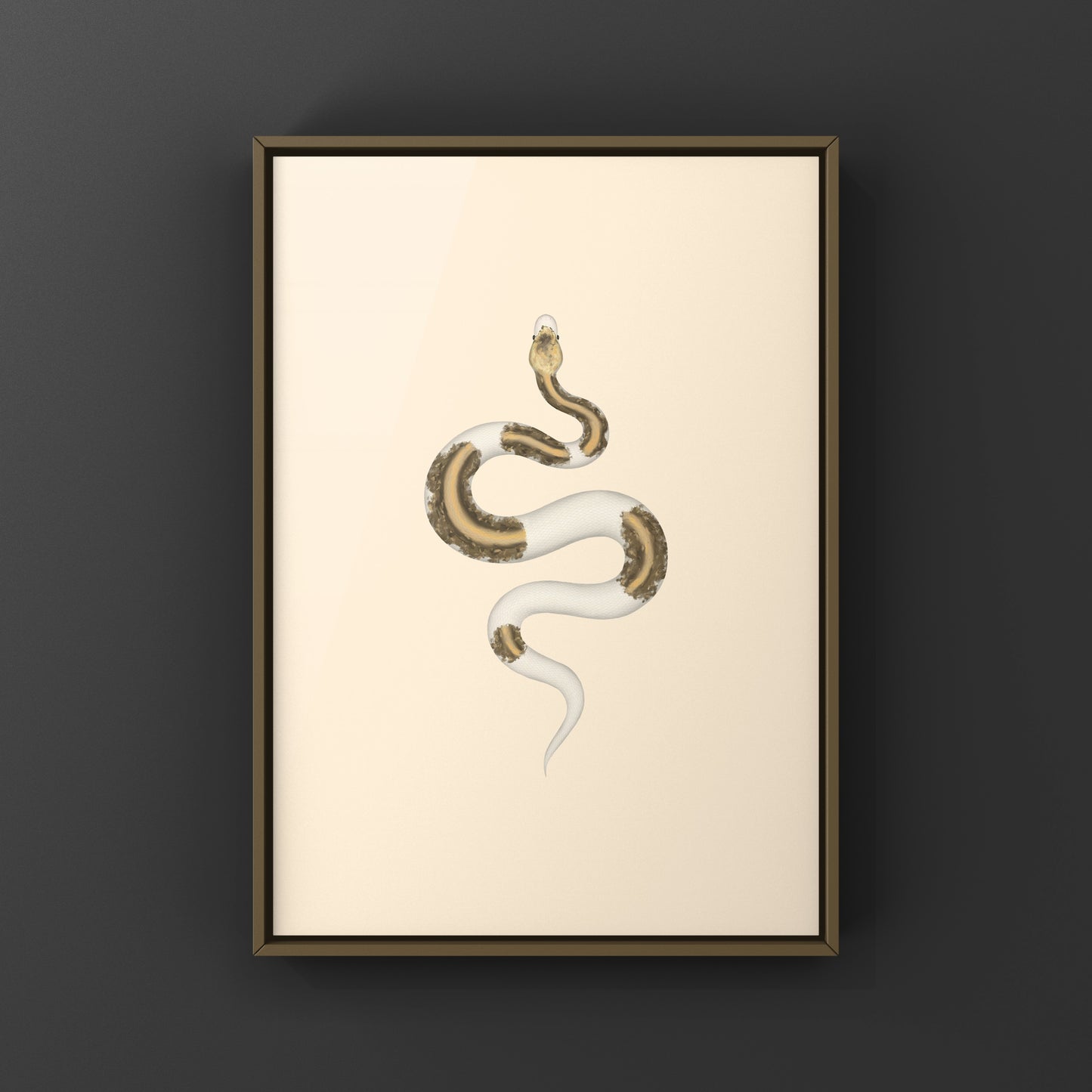 Greymatter Ball Python Art Print (Python regius) from The Silk Ranch