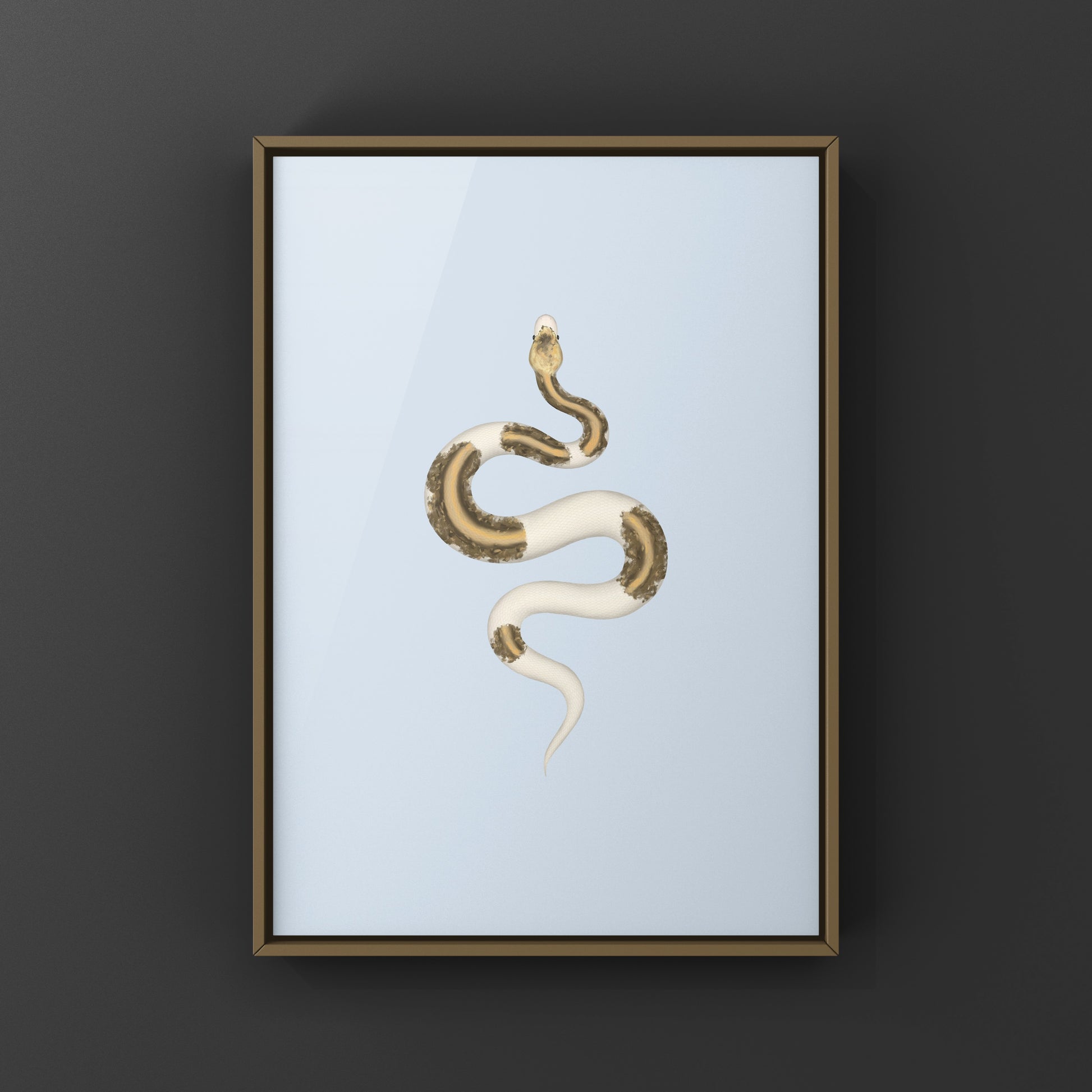 Greymatter Ball Python Art Print (Python regius) from The Silk Ranch