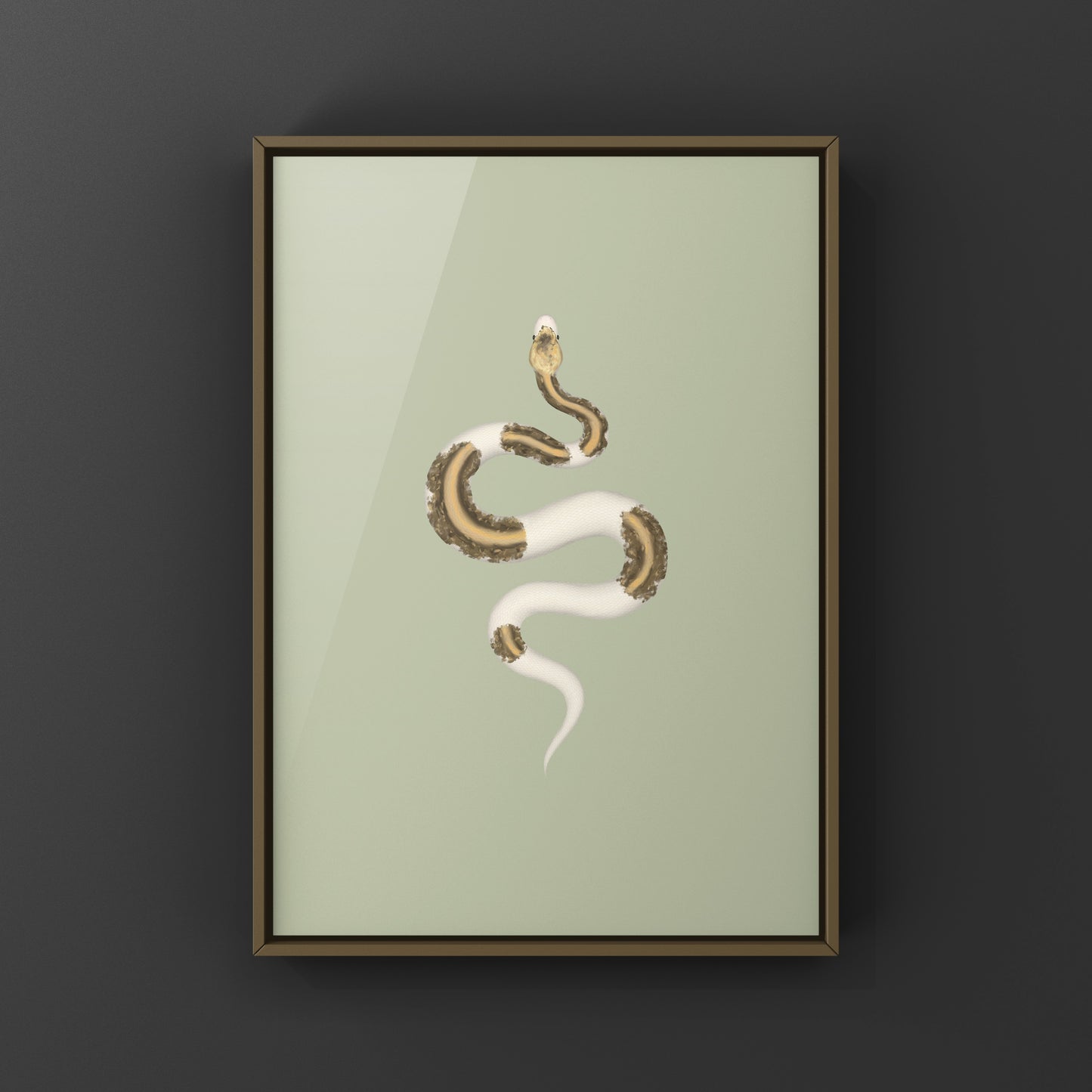 Greymatter Ball Python Art Print (Python regius) from The Silk Ranch