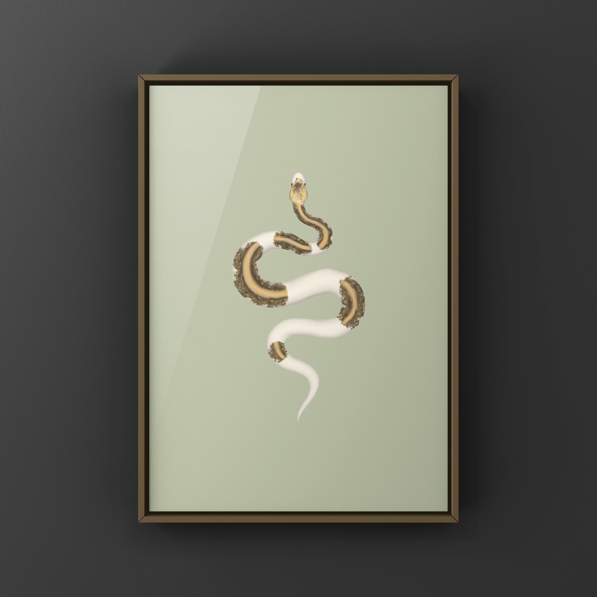 Greymatter Ball Python Art Print (Python regius) from The Silk Ranch