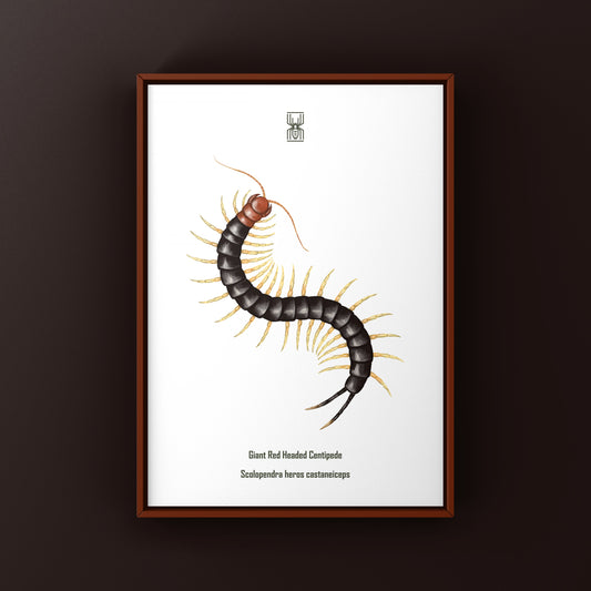 Giant Red Headed Centipede Art Print (Scolopendra heros castaneiceps) from The Silk Ranch
