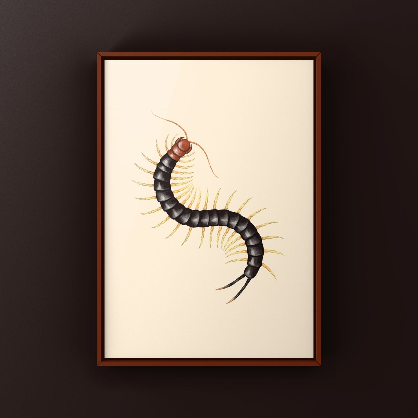 Giant Red Headed Centipede Art Print (Scolopendra heros castaneiceps) from The Silk Ranch