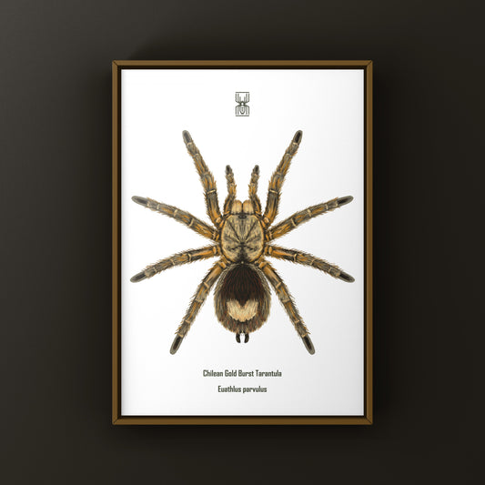 Chilean Gold Burst Tarantula Art Print (Euathlus parvulus) from The Silk Ranch