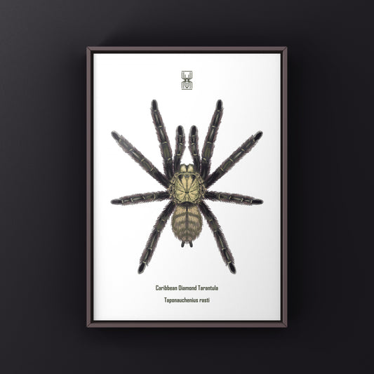Caribbean Diamond Tarantula Art Print (Tapinauchenius rasti) from The Silk Ranch
